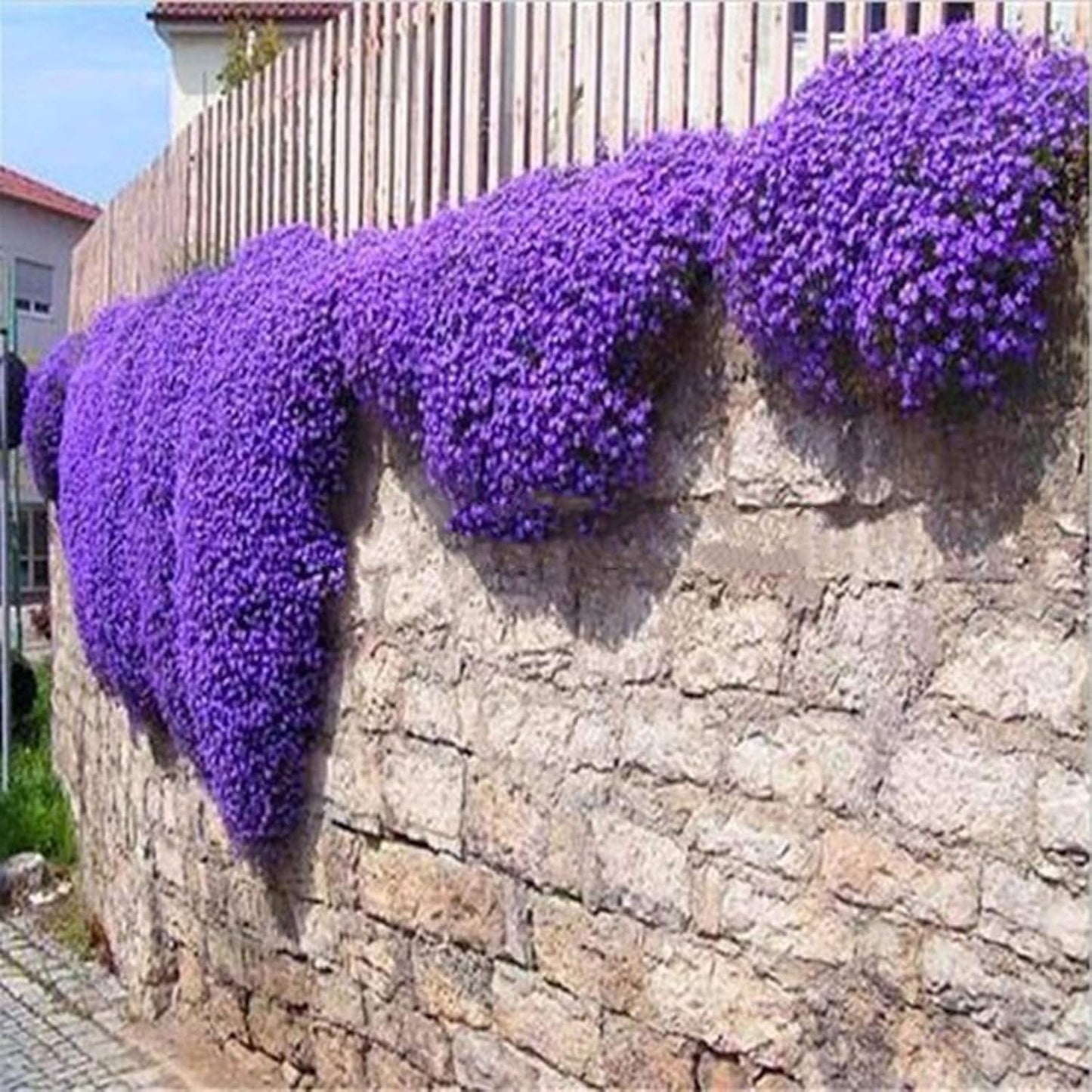 1 Sac De Graines De Cresson Violet, Résistantes Au Froid Faciles à Planter, Graines D'herbes Accrocheuses Pour Le Jardin/Extérieur Violet Graines d'Aubrieta
