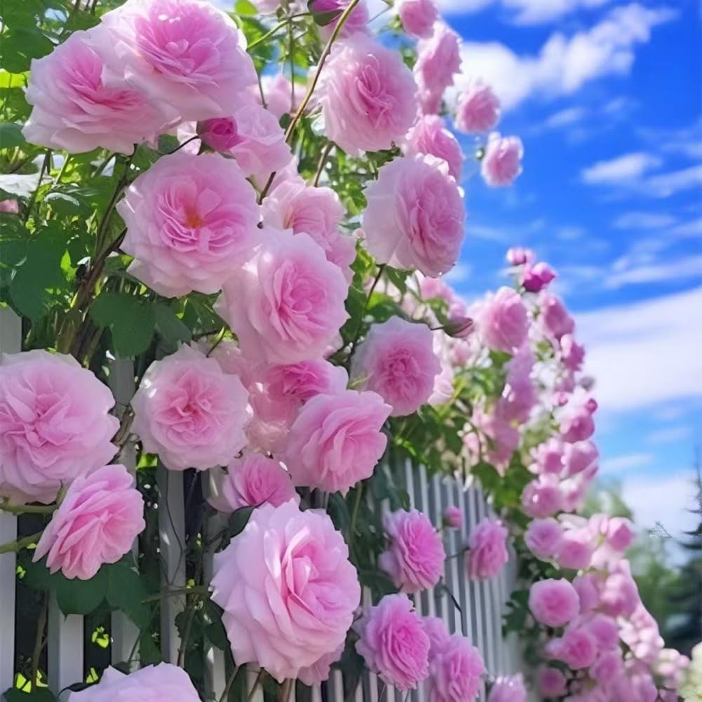 Lot de 1000 graines de rose grimpante de vigne, graines de rose grimpante pour la plantation en plein air clôtures de jardin, pergolas et treillis, vigne longue floraison (T)