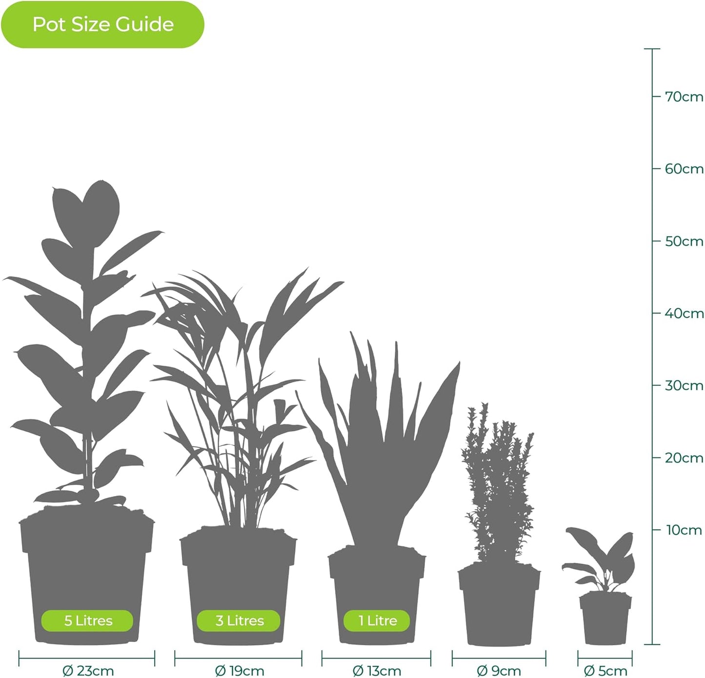 CLÉMATITES RAINBOW 4 PLANTES 4 COULEURS MÉLANGE PLANTES À FLEURS POUR DÉCOR JARDIN