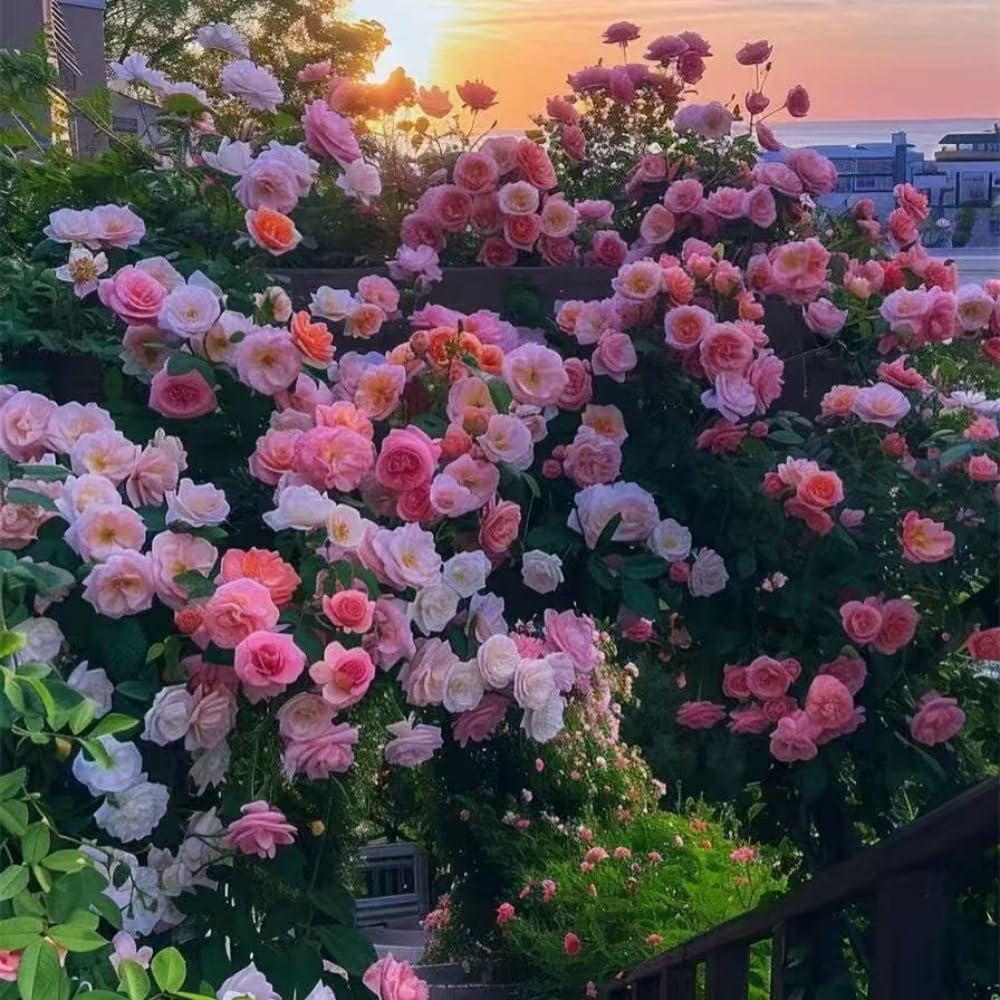 Lot de 1000 graines de rose grimpante de vigne, graines de rose grimpante pour la plantation en plein air clôtures de jardin, pergolas et treillis, vigne longue floraison (T)