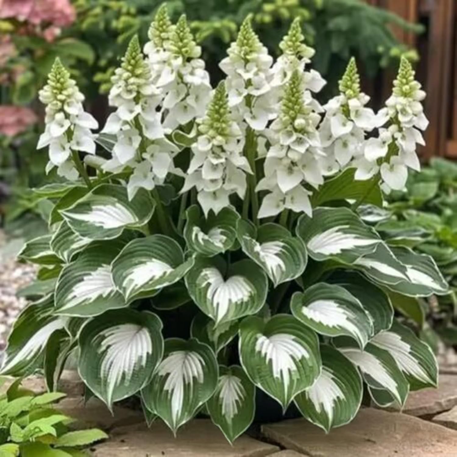 1000 pièces Graines de Hosta, Graines Fleurs à Semer, Graine a Planter, Graines de Fleurs pour Jardin et Balcon, Facile à Cultiver (A)