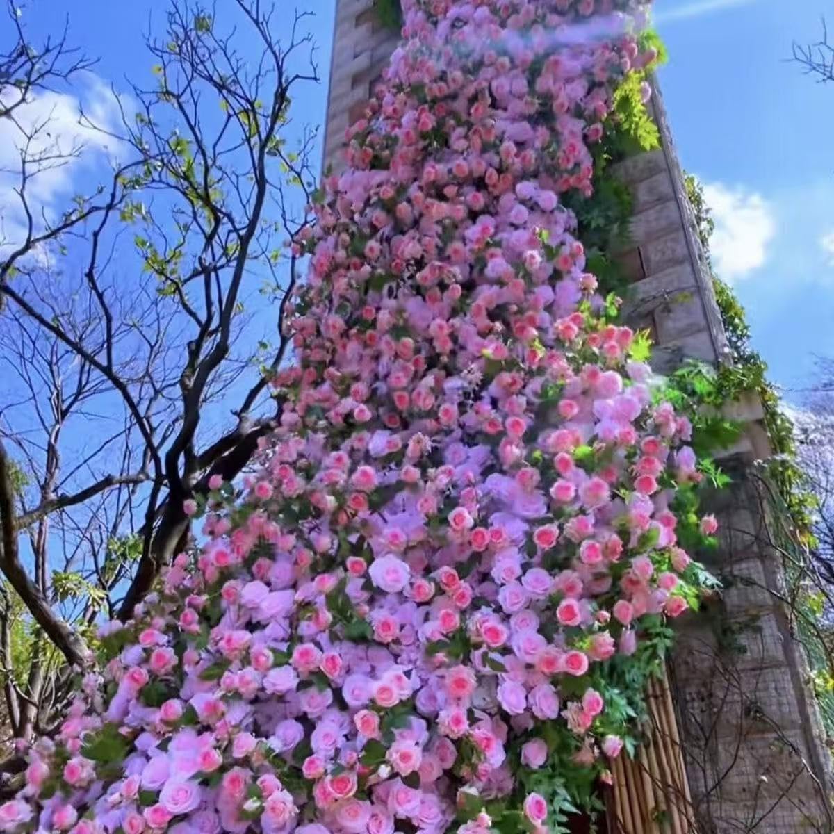 Lot de 1000 graines de rose grimpante de vigne, graines de rose grimpante pour la plantation en plein air clôtures de jardin, pergolas et treillis, vigne longue floraison (T)