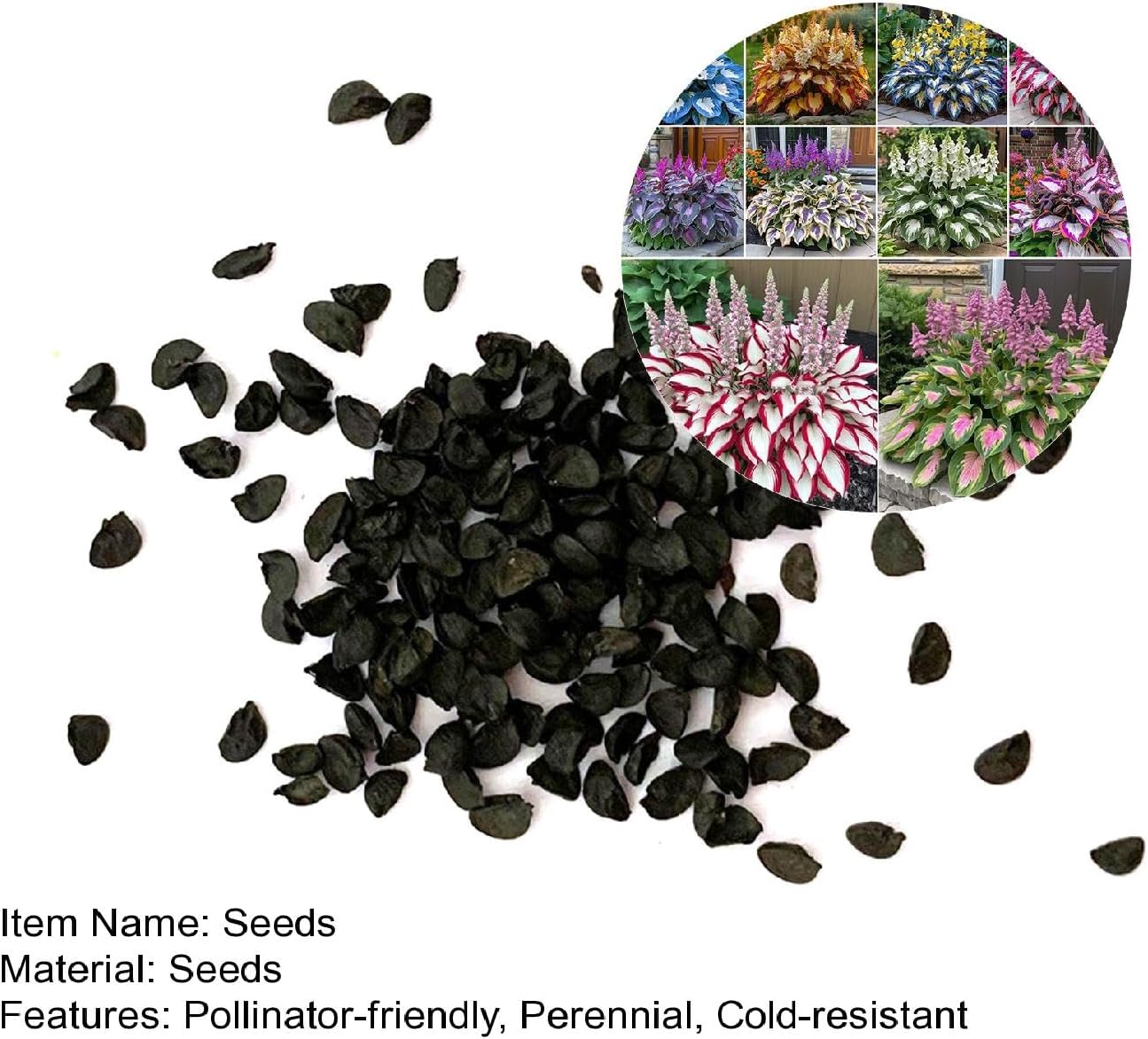 1000 pièces Graines de Hosta, Graines Fleurs à Semer, Graine a Planter, Graines de Fleurs pour Jardin et Balcon, Facile à Cultiver (A)