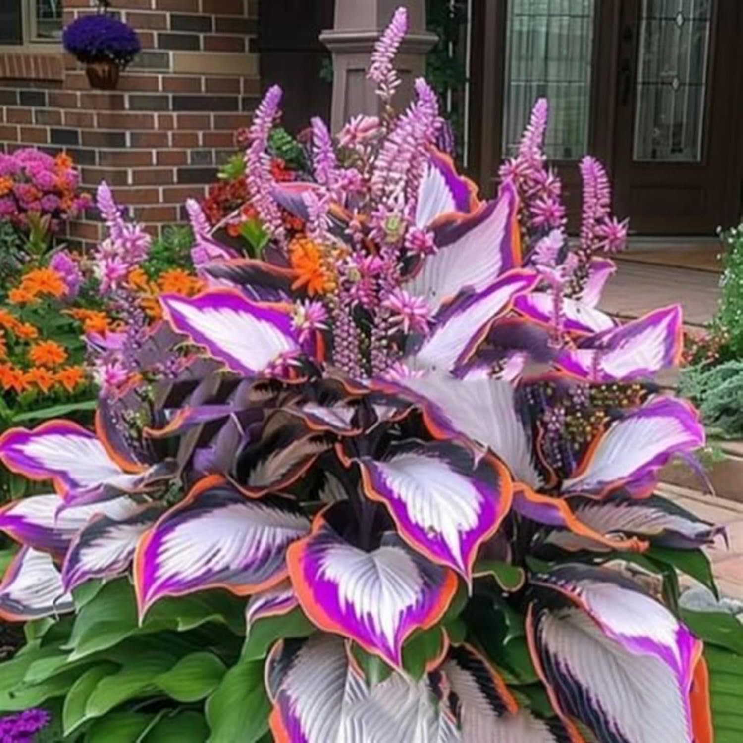 1000 pièces Graines de Hosta, Graines Fleurs à Semer, Graine a Planter, Graines de Fleurs pour Jardin et Balcon, Facile à Cultiver (A)