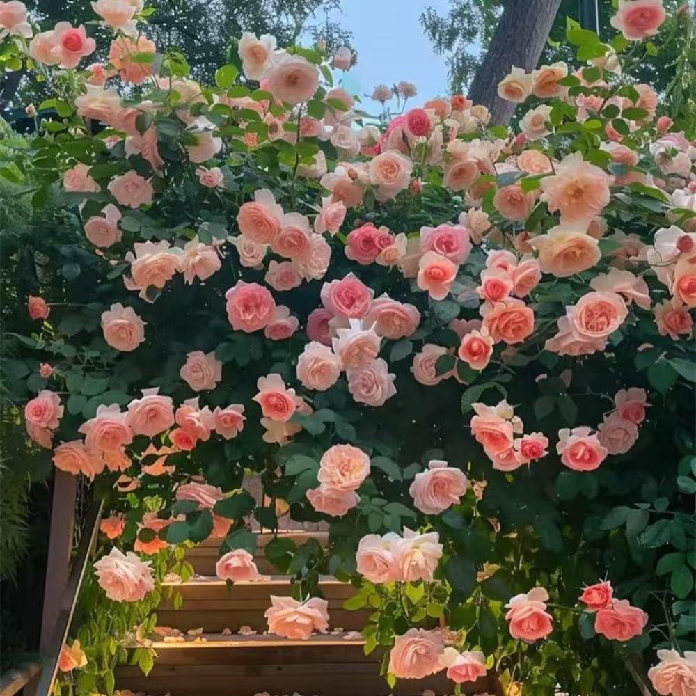 Lot de 1000 graines de rose grimpante de vigne, graines de rose grimpante pour la plantation en plein air clôtures de jardin, pergolas et treillis, vigne longue floraison (T)