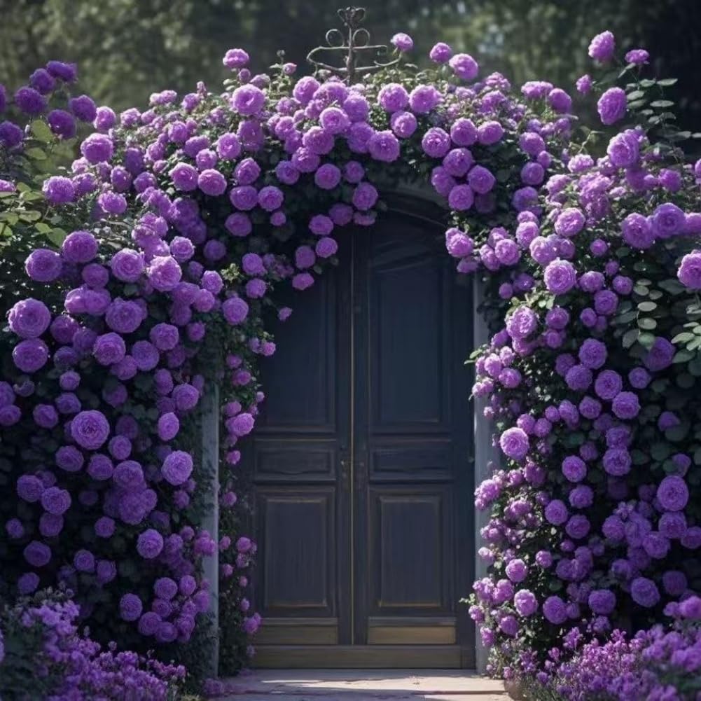 Lot de 1000 graines de rose grimpante de vigne, graines de rose grimpante pour la plantation en plein air clôtures de jardin, pergolas et treillis, vigne longue floraison (T)
