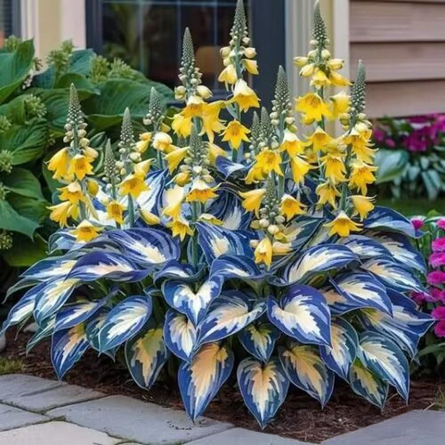 1000 pièces Graines de Hosta, Graines Fleurs à Semer, Graine a Planter, Graines de Fleurs pour Jardin et Balcon, Facile à Cultiver (A)