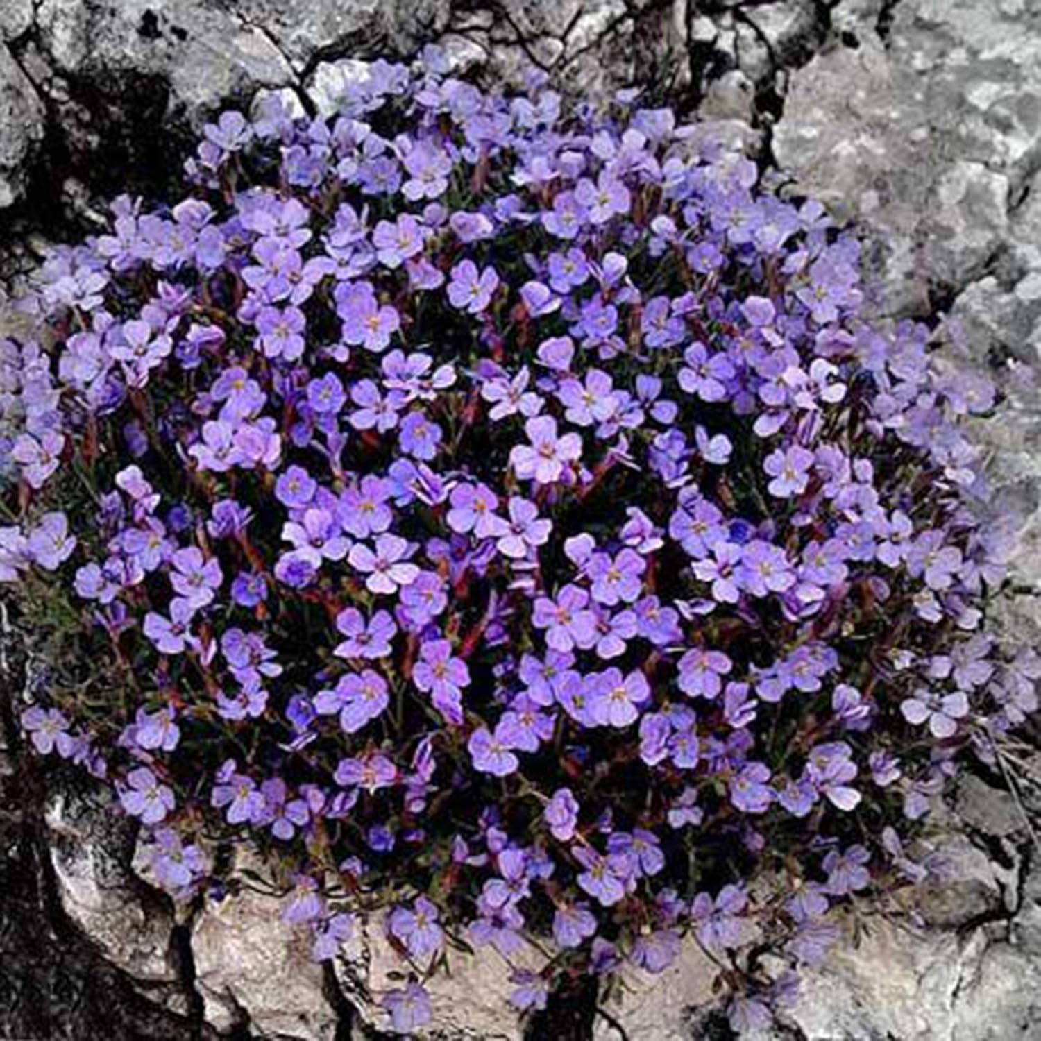 500 Pièces Graines De Cresson De Roche Vivace Couvre-sol Tapis Graines De Fleurs Graines De Plantes à Feuilles Persistantes Pour Jardin Pelouse Parc Décor Bleu