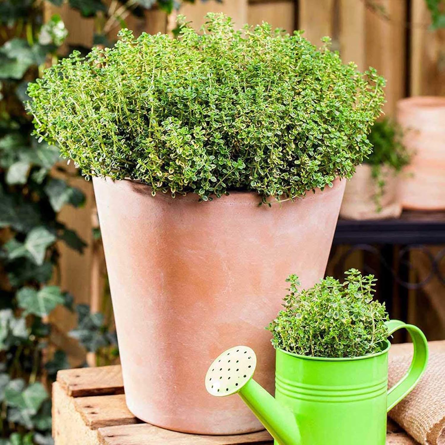 500 Pièces Graines De Cresson De Roche Vivace Couvre-sol Tapis Graines De Fleurs Graines De Plantes à Feuilles Persistantes Pour Jardin Pelouse Parc Décor Bleu