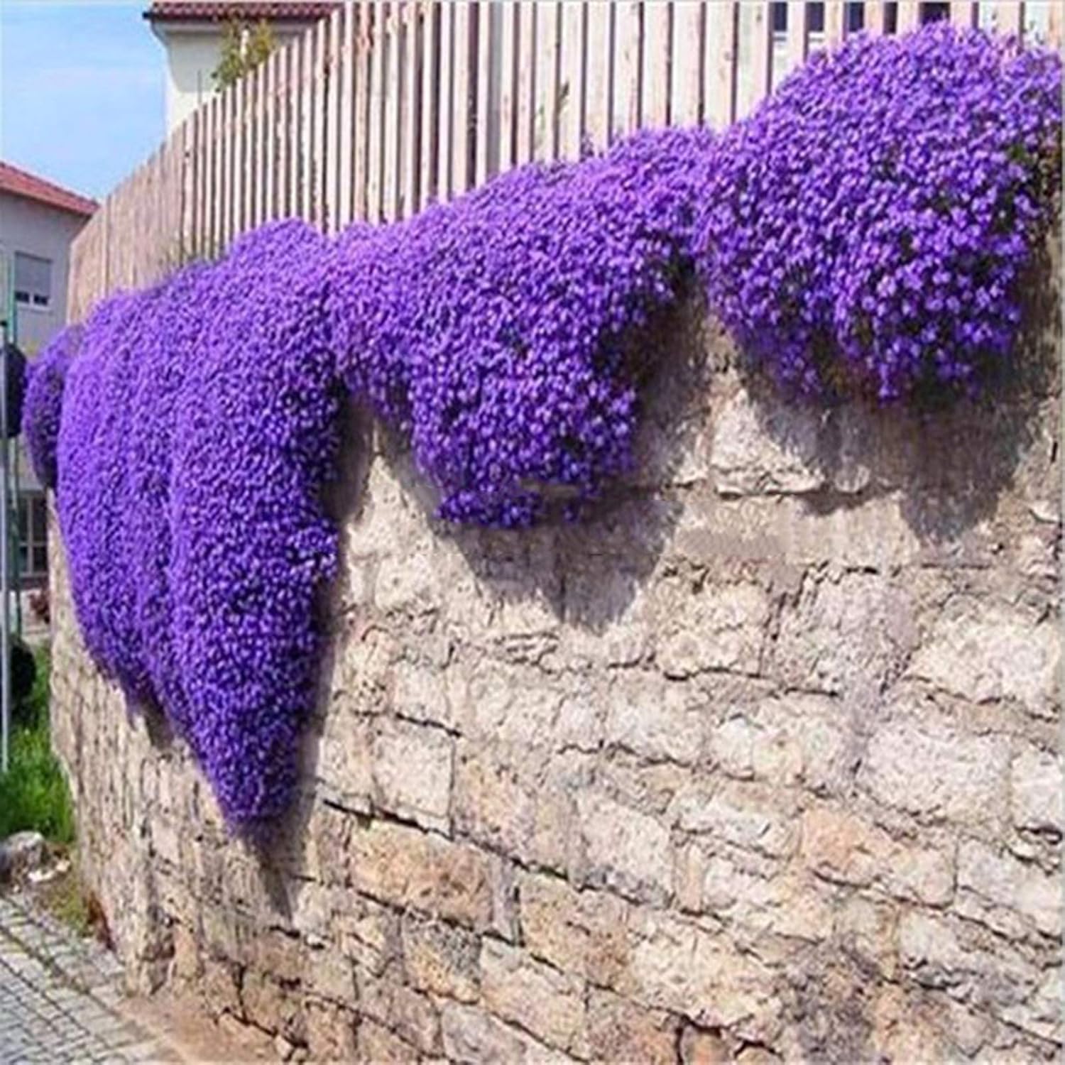 1 Sac De Graines De Cresson Violet, Résistantes Au Froid Faciles à Planter, Graines D'herbes Accrocheuses Pour Le Jardin/Extérieur Violet Graines d'Aubrieta