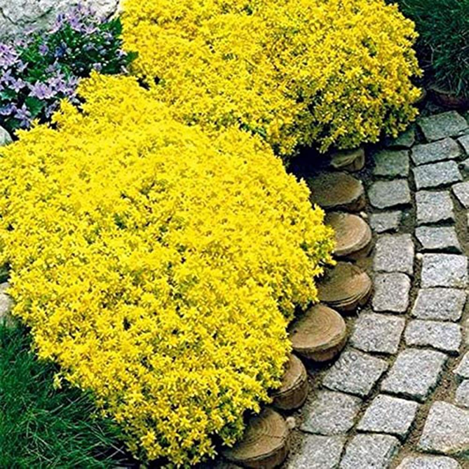 500 Pièces Graines De Cresson De Roche Vivace Couvre-sol Tapis Graines De Fleurs Graines De Plantes à Feuilles Persistantes Pour Jardin Pelouse Parc Décor Bleu
