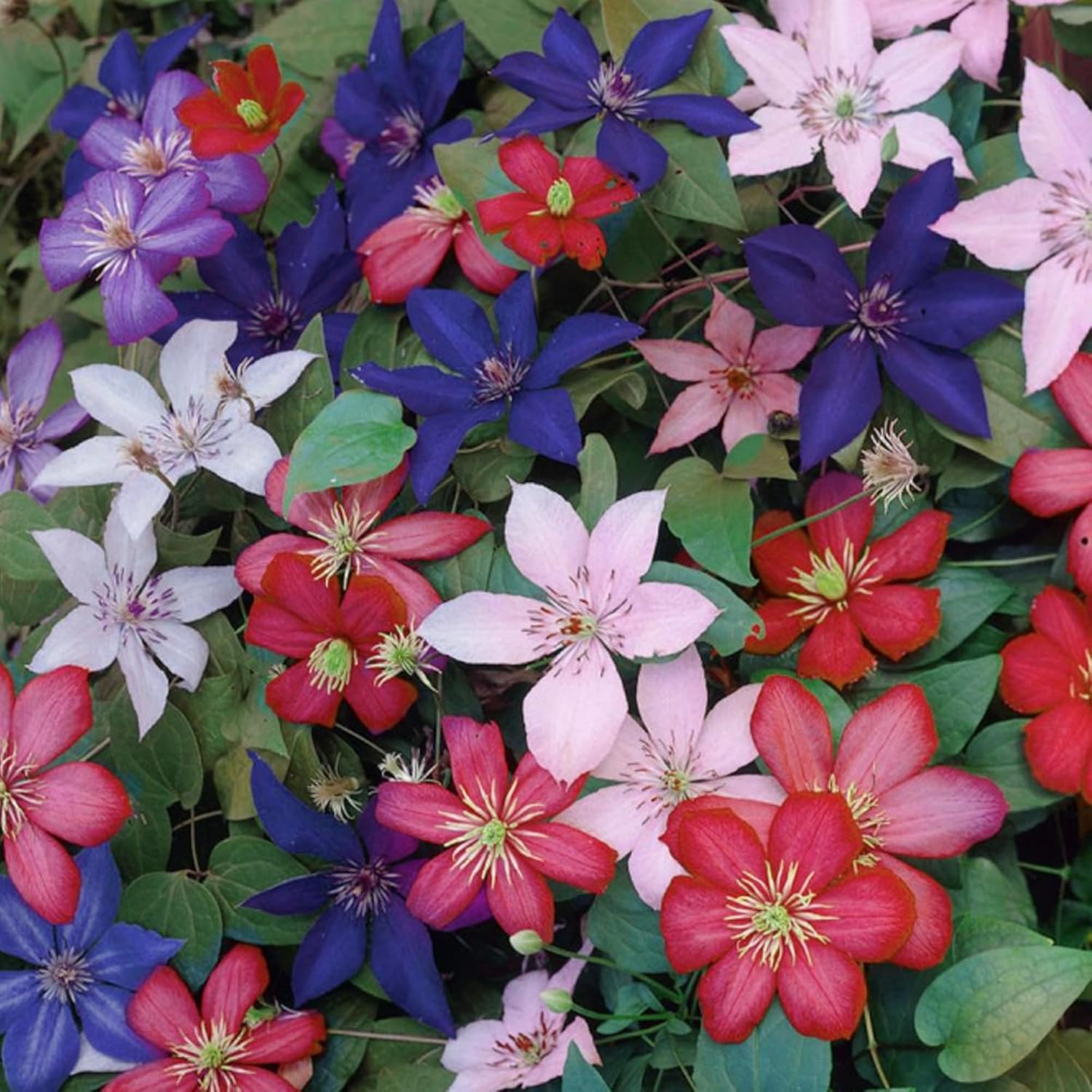 CLÉMATITES RAINBOW 4 PLANTES 4 COULEURS MÉLANGE PLANTES À FLEURS POUR DÉCOR JARDIN