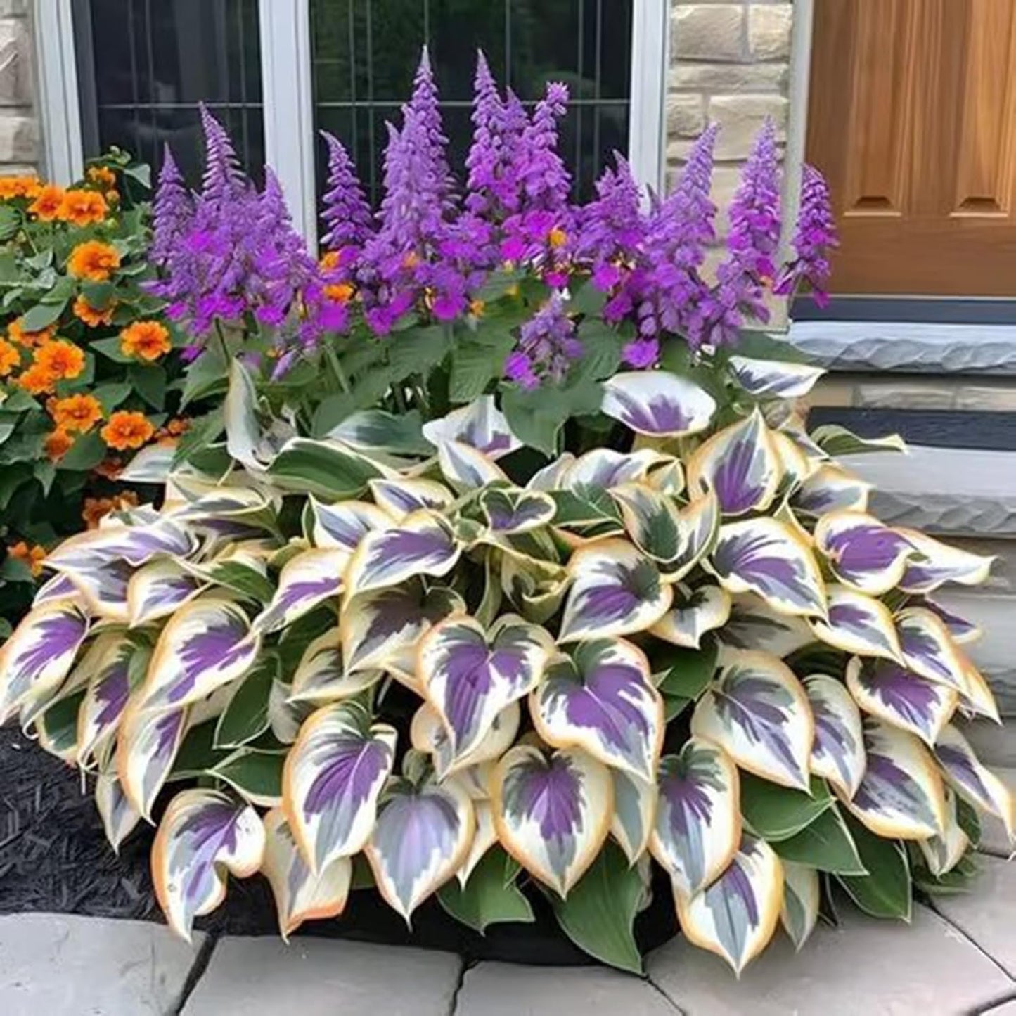 1000 pièces Graines de Hosta, Graines Fleurs à Semer, Graine a Planter, Graines de Fleurs pour Jardin et Balcon, Facile à Cultiver (A)