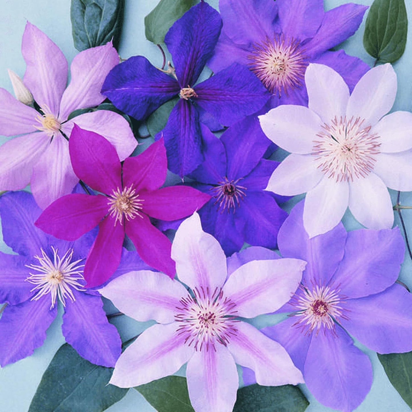 CLÉMATITES RAINBOW 4 PLANTES 4 COULEURS MÉLANGE PLANTES À FLEURS POUR DÉCOR JARDIN