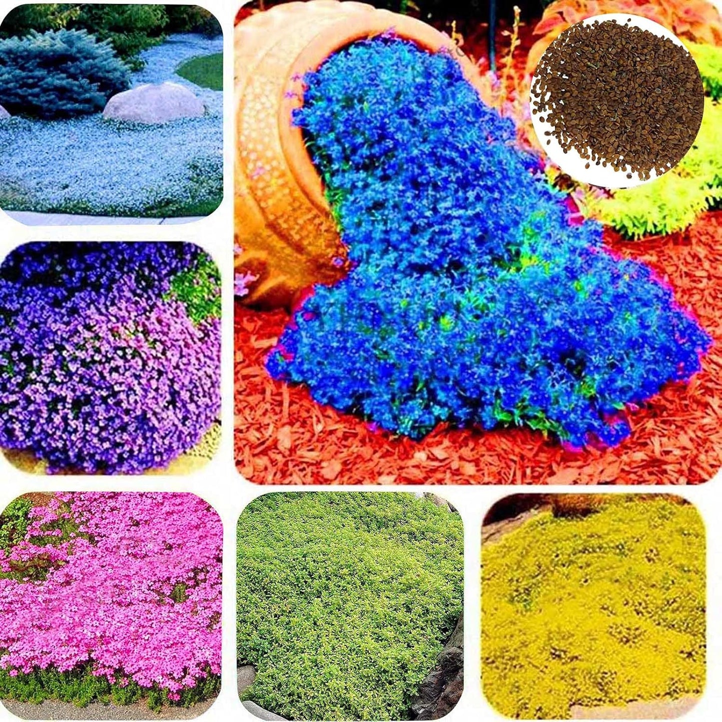 500 Pièces Graines De Cresson De Roche Vivace Couvre-sol Tapis Graines De Fleurs Graines De Plantes à Feuilles Persistantes Pour Jardin Pelouse Parc Décor Bleu