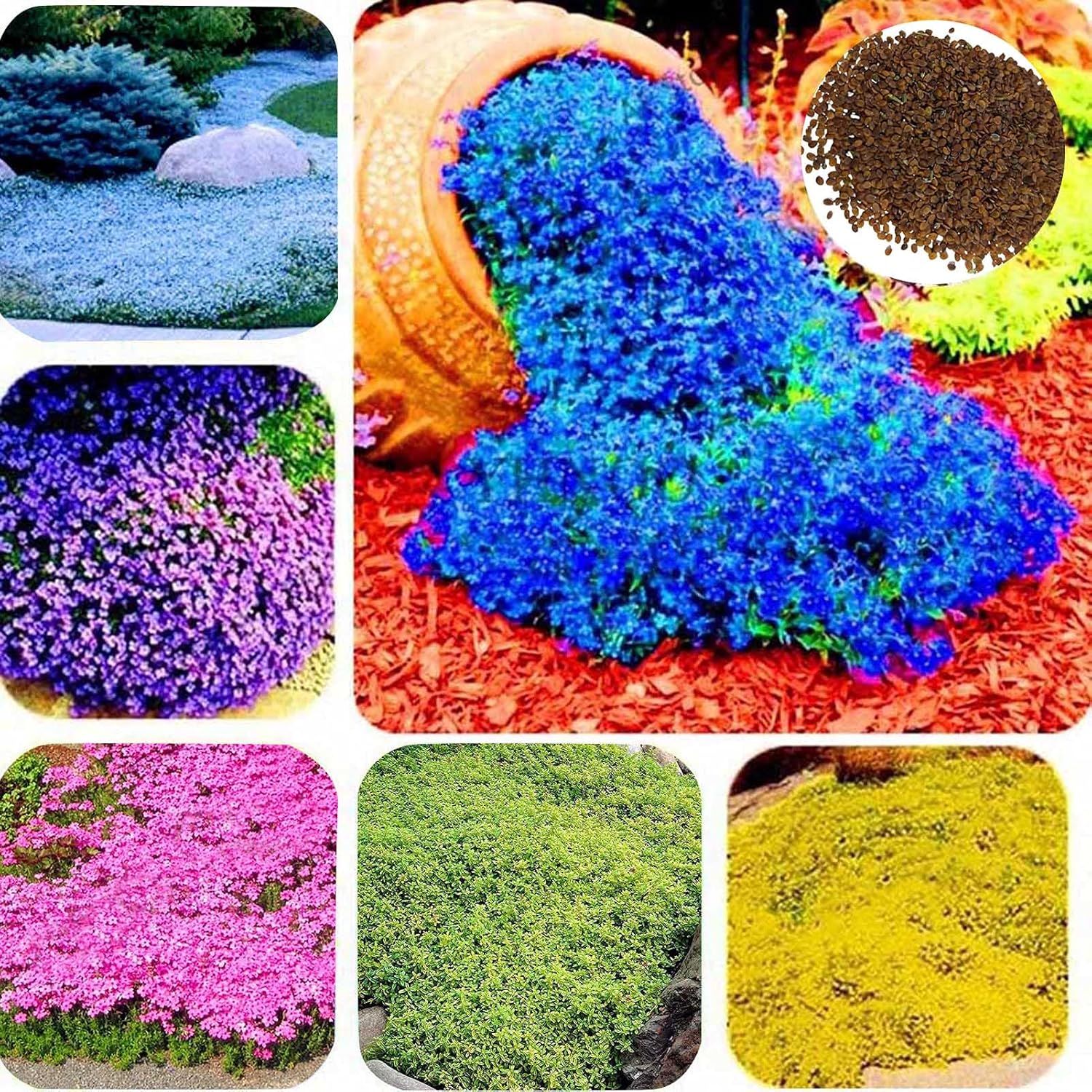 500 Pièces Graines De Cresson De Roche Vivace Couvre-sol Tapis Graines De Fleurs Graines De Plantes à Feuilles Persistantes Pour Jardin Pelouse Parc Décor Bleu