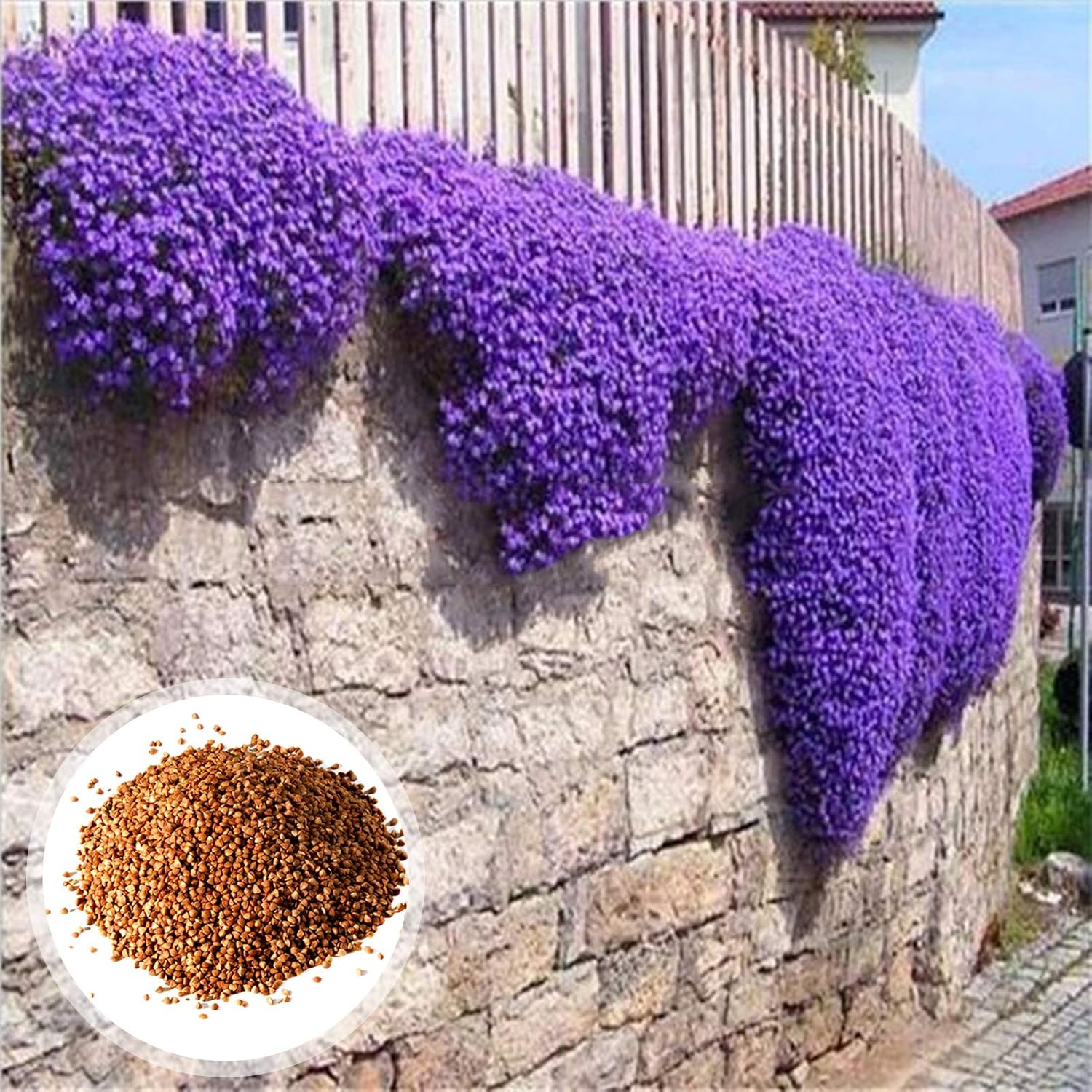 1 Sac De Graines De Cresson Violet, Résistantes Au Froid Faciles à Planter, Graines D'herbes Accrocheuses Pour Le Jardin/Extérieur Violet Graines d'Aubrieta