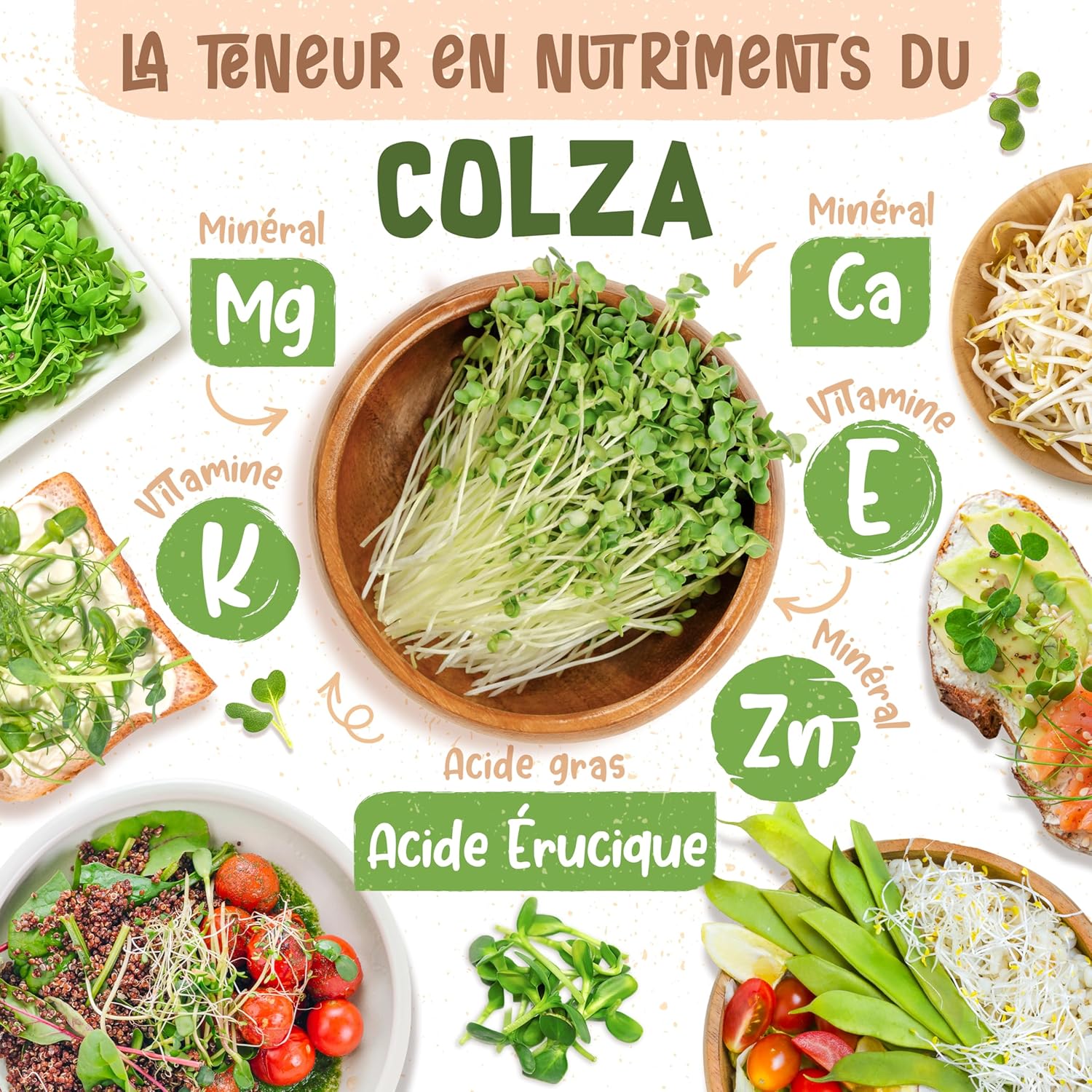 Graines de colza bio - Choisissez entre 10g, 200g et 500g - Graines de colza avec un taux de germination supérieur à 97% - Microgreens
