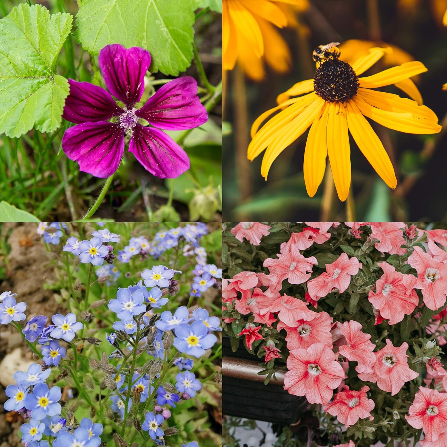 10 variétés de semences de fleurs et de fleurs comestibles - Kits prêt-à-pousser de plante pour le jardin et le balcon extérieur par OwnGrown