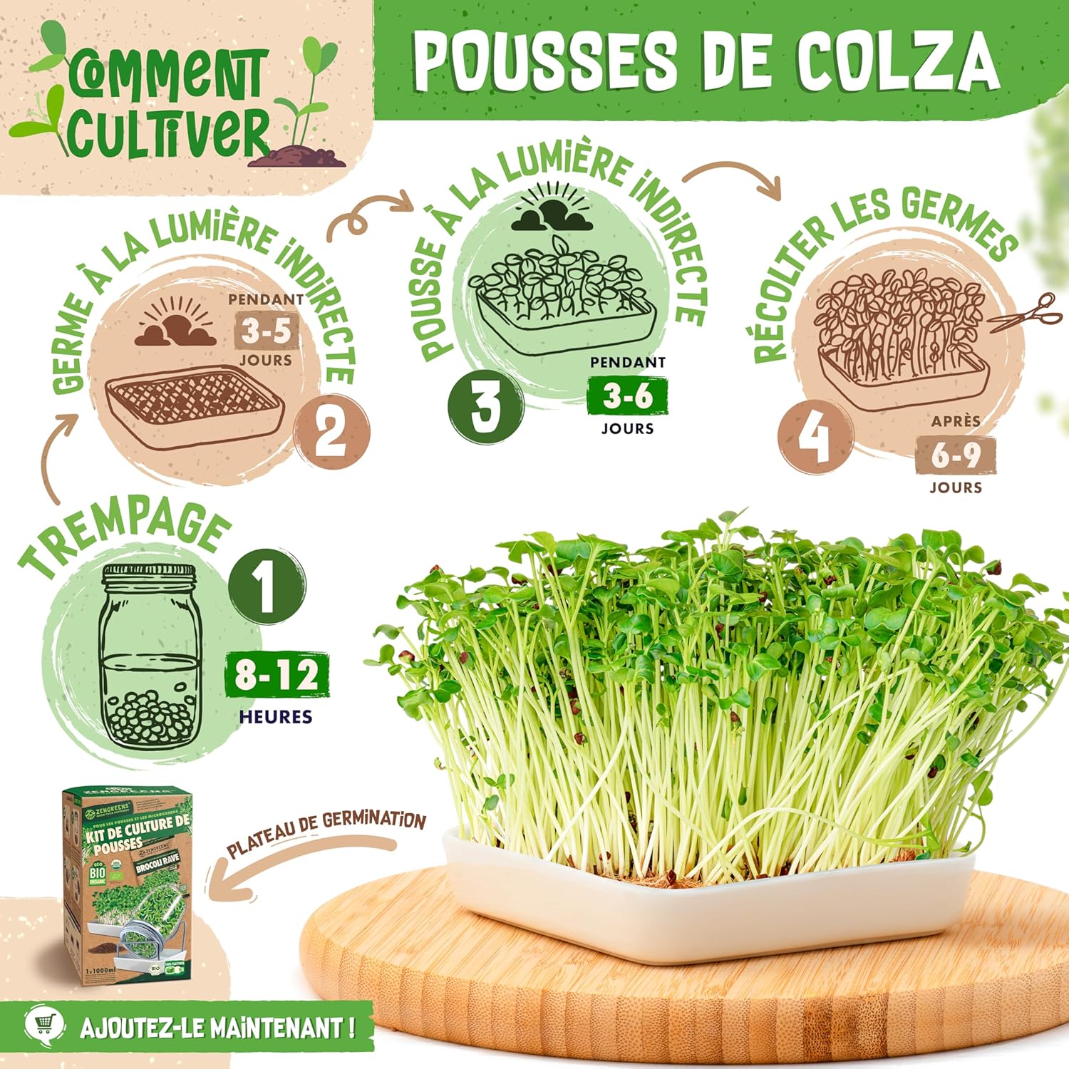 Graines de colza bio - Choisissez entre 10g, 200g et 500g - Graines de colza avec un taux de germination supérieur à 97% - Microgreens
